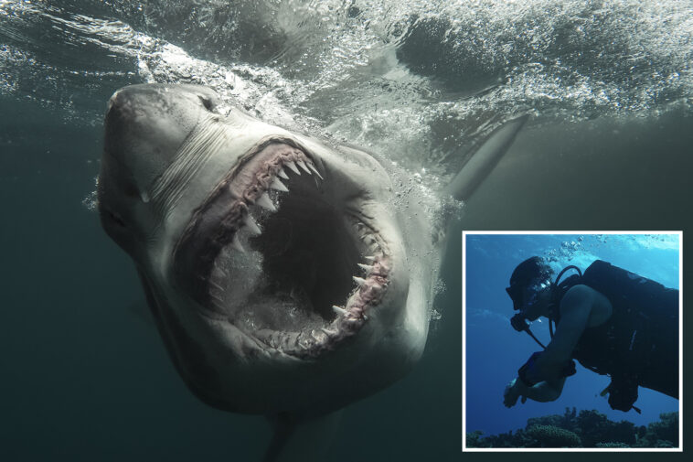 12-foot-‘sharkzilla’-lurking-in-ny-waters-—-and-her-massive-bite-marks-have-triggered-wild-mutant-theories