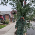 video:-cop-disguises-himself-as-a-shrub-to-nab-more-than-70-drivers-distracted-on-their-phones