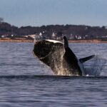 endangered-right-whales-spotted-in-one-of-the-east-coast’s-busiest-shipping-corridors