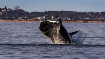 endangered-right-whales-spotted-in-one-of-the-east-coast’s-busiest-shipping-corridors