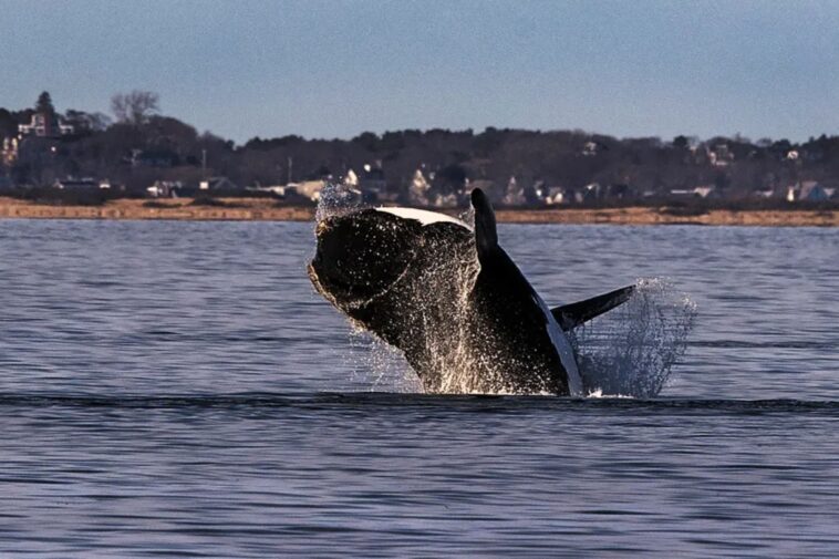 endangered-right-whales-spotted-in-one-of-the-east-coast’s-busiest-shipping-corridors