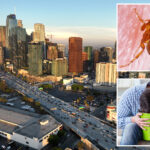 vile-flea-borne-vomiting-illness-hits-la-neighborhood-as-urgent-warning-issued
