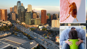 vile-flea-borne-vomiting-illness-hits-la-neighborhood-as-urgent-warning-issued