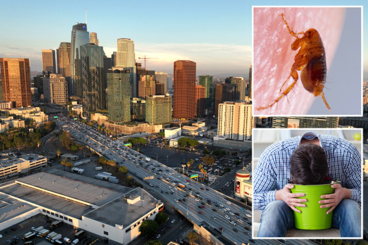 vile-flea-borne-vomiting-illness-hits-la-neighborhood-as-urgent-warning-issued