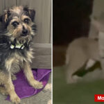 tiny-dog-survives-rattlesnakes,-mountain-lions-while-lost-for-2-weeks-in-socal-wilderness
