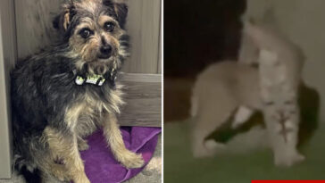 tiny-dog-survives-rattlesnakes,-mountain-lions-while-lost-for-2-weeks-in-socal-wilderness