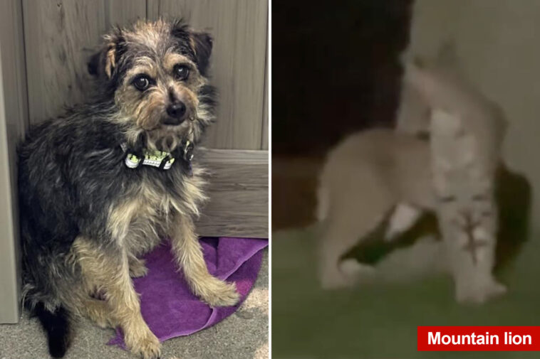 tiny-dog-survives-rattlesnakes,-mountain-lions-while-lost-for-2-weeks-in-socal-wilderness