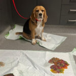 dog-rushed-to-er-after-binging-over-2-pounds-of-gummy-worms