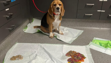 dog-rushed-to-er-after-binging-over-2-pounds-of-gummy-worms