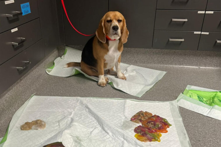 dog-rushed-to-er-after-binging-over-2-pounds-of-gummy-worms
