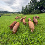 drove-of-15-pigs-escape-farm-and-wreak-havoc-on-nj-highway