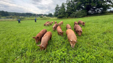 drove-of-15-pigs-escape-farm-and-wreak-havoc-on-nj-highway