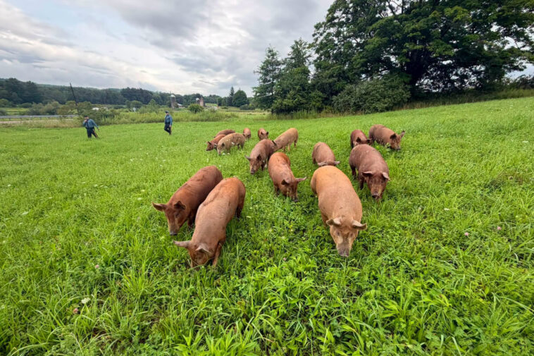 drove-of-15-pigs-escape-farm-and-wreak-havoc-on-nj-highway