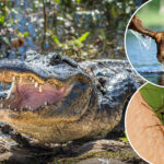 wild-list-shows-which-animal-is-most-likely-to-kill-you-based-on-the-state-you-live-in