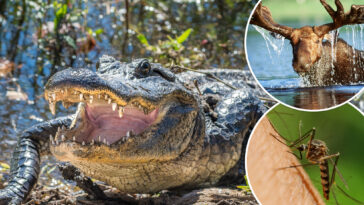 wild-list-shows-which-animal-is-most-likely-to-kill-you-based-on-the-state-you-live-in