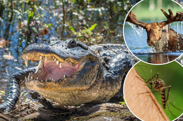 wild-list-shows-which-animal-is-most-likely-to-kill-you-based-on-the-state-you-live-in