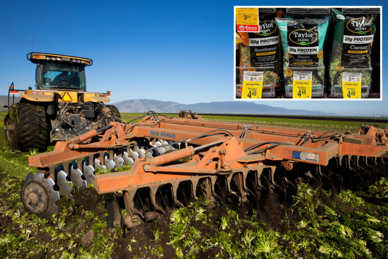 california-farmers-destroy-perfect-lettuce-crops-amid-outbreak-of-explosive-diarrhea-parasite