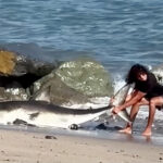 moment-unbothered-fisherman-drags-huge-shark-back-into-the-ocean-on-la-beach