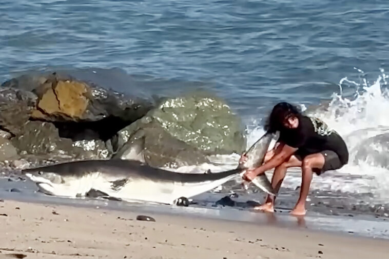 moment-unbothered-fisherman-drags-huge-shark-back-into-the-ocean-on-la-beach