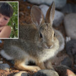 three-probable-cases-of-rare-‘rabbit-fever’-reported-on-long-island