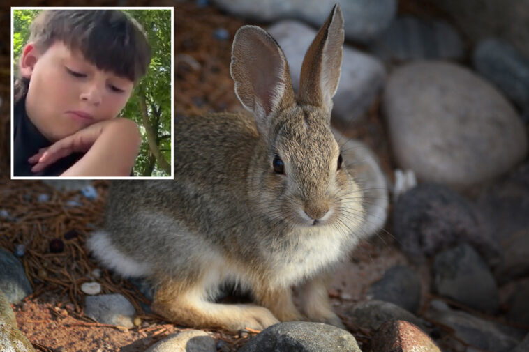 three-probable-cases-of-rare-‘rabbit-fever’-reported-on-long-island