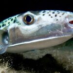 toxic,-bone-crushing-fish-from-hell-terrorizes-vacation-waters