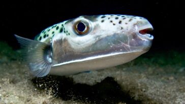 toxic,-bone-crushing-fish-from-hell-terrorizes-vacation-waters