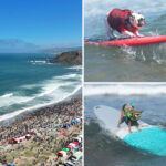 top-dogs-steal-spotlight-at-california-surf-contest-as-canines-conquer-waves