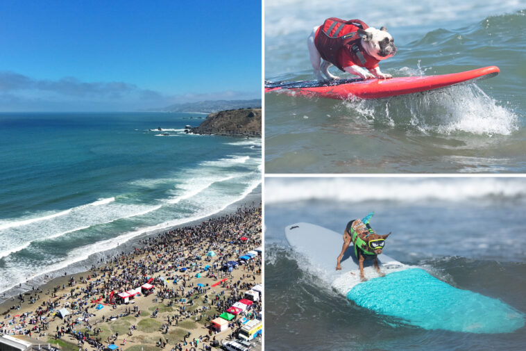 top-dogs-steal-spotlight-at-california-surf-contest-as-canines-conquer-waves