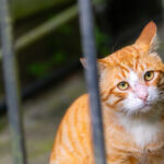 watch-—-florida-sheriff:-mail-carrier-trapped-100-cats,-dogs-on-route-and-hoarded-them-in-‘animal-jail’
