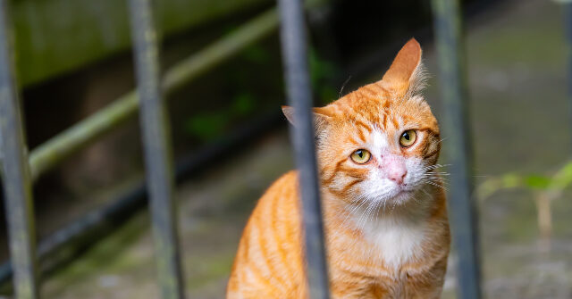 watch-—-florida-sheriff:-mail-carrier-trapped-100-cats,-dogs-on-route-and-hoarded-them-in-‘animal-jail’