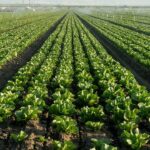 lettuce-farmers-plow-crops-back-into-soil-as-cyclosporiasis-fears-tank-demand-for-fresh-greens