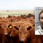 texas-man-allegedly-bought-77-head-of-cattle-with-bad-checks-totaling-over-$159k:-sheriff
