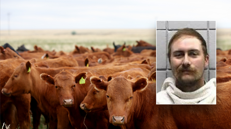 texas-man-allegedly-bought-77-head-of-cattle-with-bad-checks-totaling-over-$159k:-sheriff