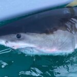 great-white-shark-percy-pings-14-miles-from-long-island-coast