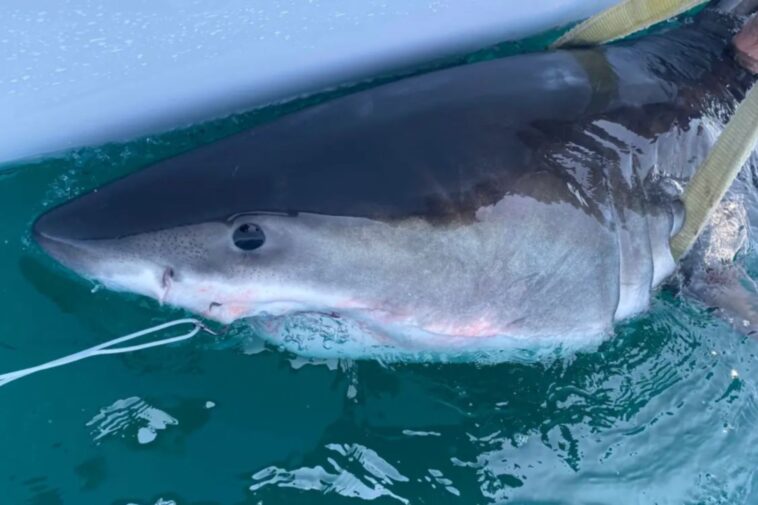 great-white-shark-percy-pings-14-miles-from-long-island-coast