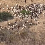 hero-sheepdog-takes-charge-of-socal-rescue-—-with-unexpected-move-to-aid-first-responders