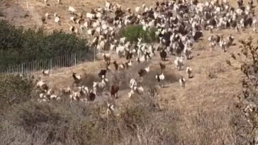 hero-sheepdog-takes-charge-of-socal-rescue-—-with-unexpected-move-to-aid-first-responders
