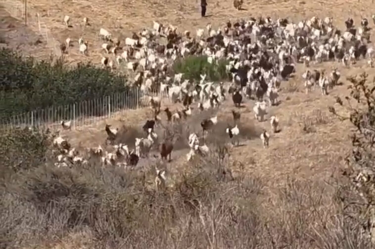 hero-sheepdog-takes-charge-of-socal-rescue-—-with-unexpected-move-to-aid-first-responders