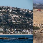 hero-sheepdog-becomes-unlikely-rescue-partner-after-unexpected-move-aids-first-responders