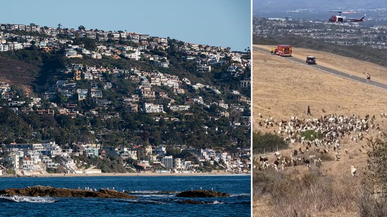 hero-sheepdog-becomes-unlikely-rescue-partner-after-unexpected-move-aids-first-responders
