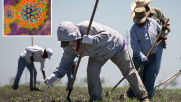 mass-measles-outbreak-threatens-central-valley-after-farmworkers-left-arizona