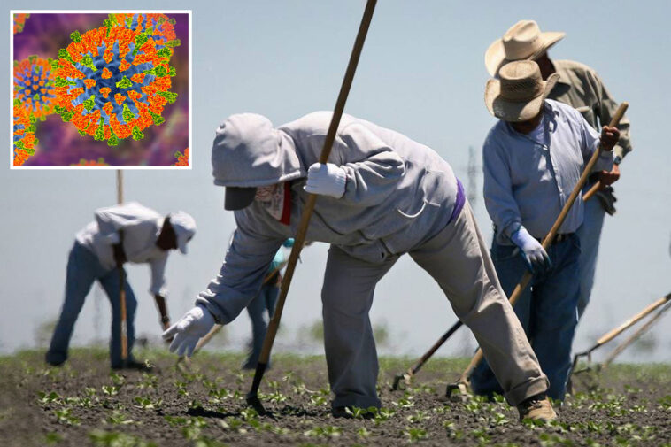 mass-measles-outbreak-threatens-central-valley-after-farmworkers-left-arizona