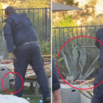 large-rattlesnake-found-lurking-in-children’s-toys-in-calabasas