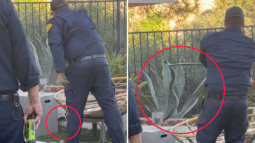 large-rattlesnake-found-lurking-in-children’s-toys-in-calabasas