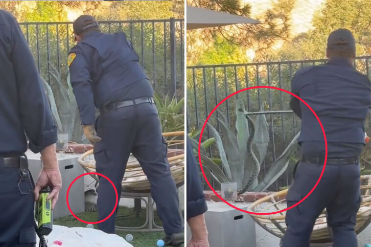 large-rattlesnake-found-lurking-in-children’s-toys-in-calabasas