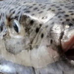 puffer-menace:-terrifying-invasive-species-silver-cheeked-toadfish-is-spreading-throughout-the-mediterranean-with-its-toxic-flesh-and-crushing-bite