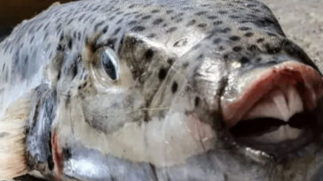 puffer-menace:-terrifying-invasive-species-silver-cheeked-toadfish-is-spreading-throughout-the-mediterranean-with-its-toxic-flesh-and-crushing-bite