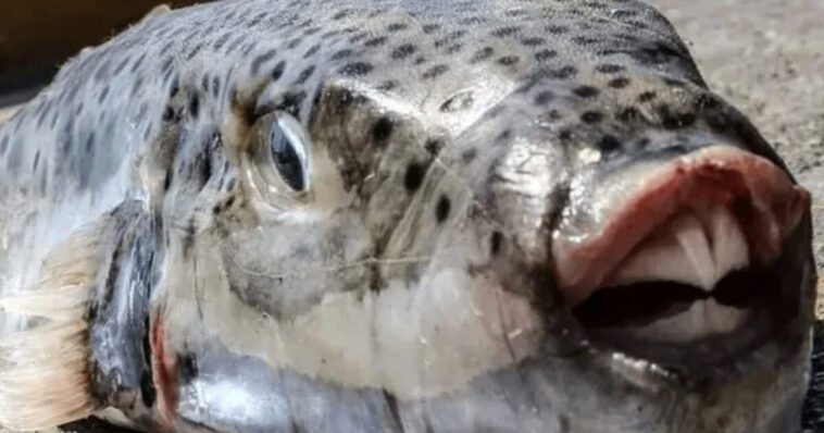 puffer-menace:-terrifying-invasive-species-silver-cheeked-toadfish-is-spreading-throughout-the-mediterranean-with-its-toxic-flesh-and-crushing-bite