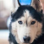 deadliest-animal-in-every-us-state-revealed,-from-moose-and-bears-to-dogs